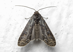 Stictopterinae
