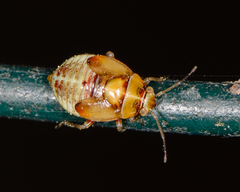 Neocapsus