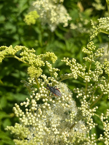 Rhynocoris annulatus