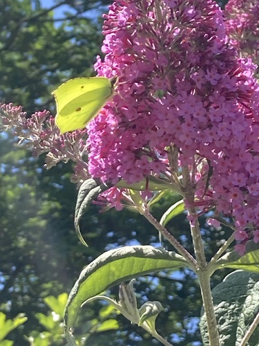 Common Brimstone