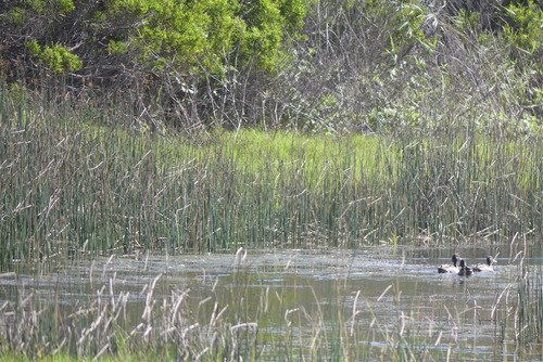Yellow-billed Duck