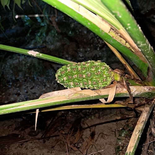 Asplundia gardneri