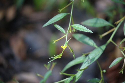 Ludwigia hyssopifolia, photograph 2