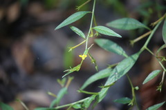 Ludwigia hyssopifolia, photograph (c) Martin Rady, some rights reserved (CC BY)