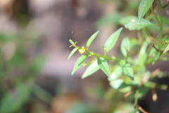 Ludwigia hyssopifolia, photograph (c) Martin Rady, some rights reserved (CC BY)