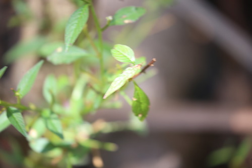 Ludwigia hyssopifolia, photograph 4