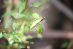 Ludwigia hyssopifolia, photograph (c) Martin Rady, some rights reserved (CC BY)