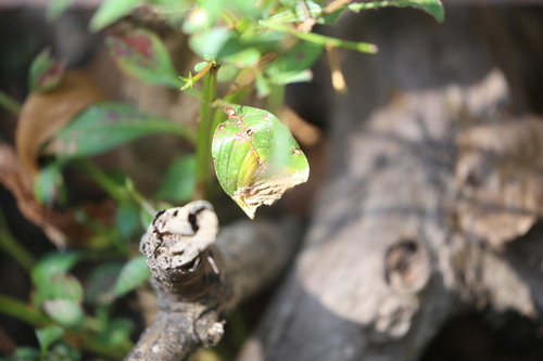 Ludwigia hyssopifolia, photograph 5