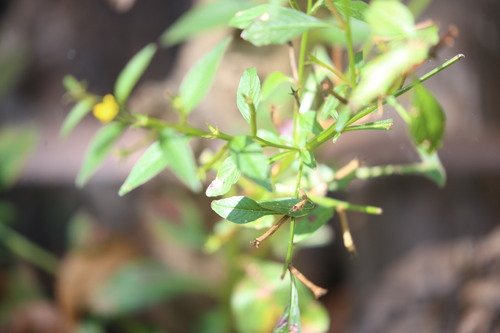 Ludwigia hyssopifolia, photograph 6