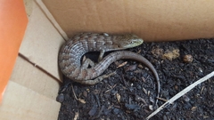 Elgaria multicarinata