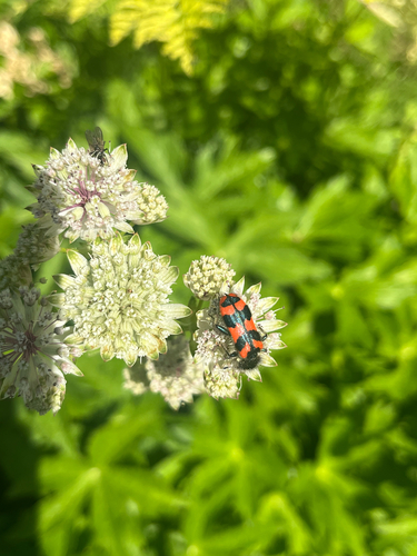 Bee-eating Beetle