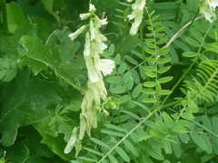 Vicia ochroleuca
