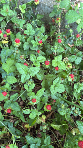 mock strawberry