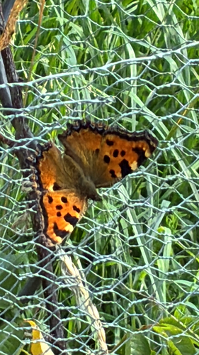 Large Tortoiseshell