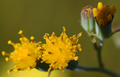 Senecio rhomboideus