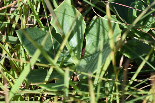 Senecio rhomboideus, photograph 1