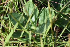 (c) Andrew Gillespie, some rights reserved (CC BY) Senecio rhomboideus, photograph (c) Andrew Gillespie, some rights reserved (CC BY)