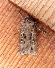 Agrotis gravis