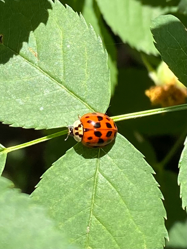 Asian Lady Beetle