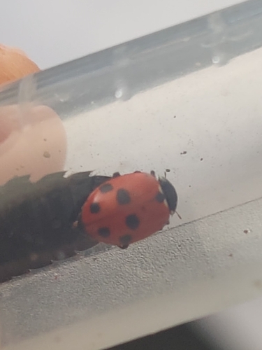 Variegated Lady Beetle