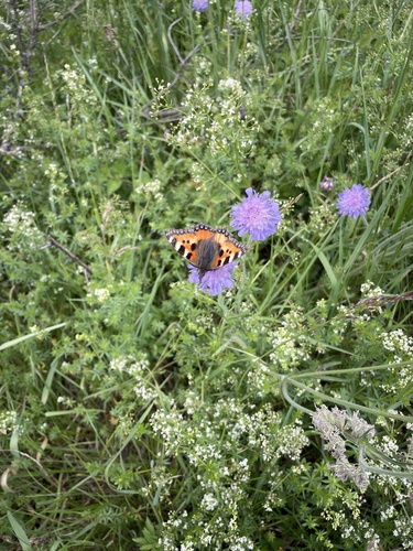 Small Tortoiseshell