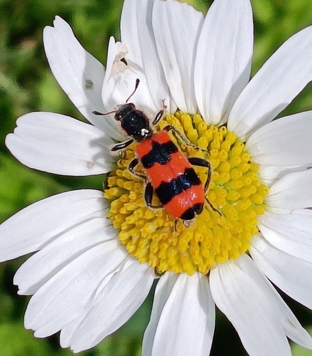 Bee-eating Beetle