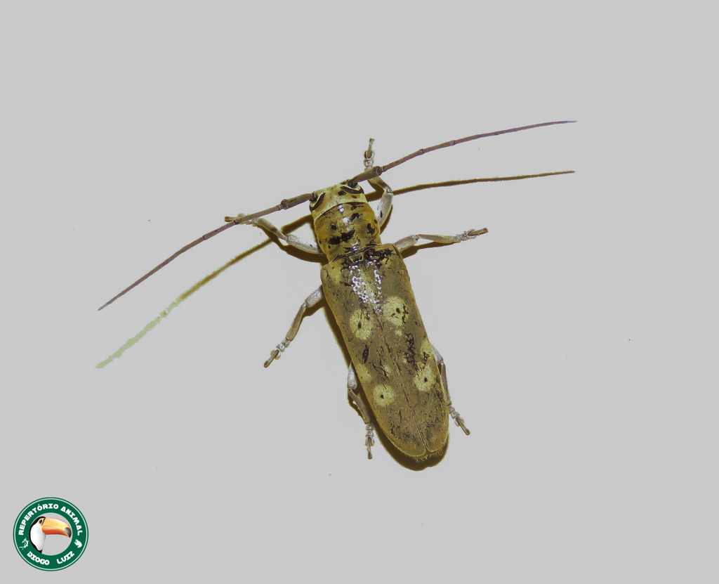 Prosopocera flavescens