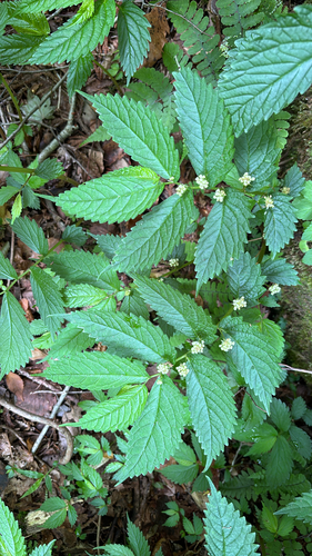 Elatostema involucratum