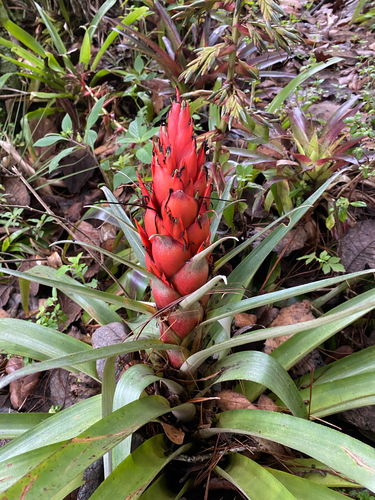 Tillandsia ponderosa, photograph 3