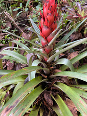 Tillandsia ponderosa, photograph (c) birdzilla, some rights reserved (CC BY)