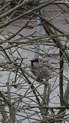 Passer domesticus