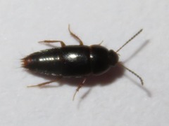 Tachinus corticinus