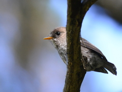 Humblot's Flycatcher photo 2