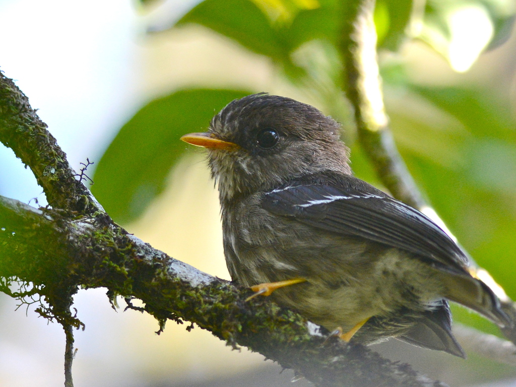Humblot's Flycatcher