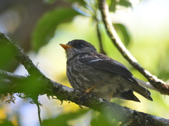 Humblot's Flycatcher photo 3