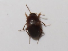 Sciodrepoides watsoni