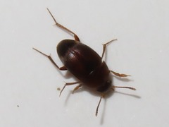 Sciodrepoides watsoni
