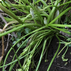 Triglochin scilloides