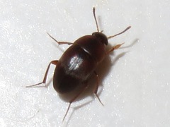 Sciodrepoides watsoni