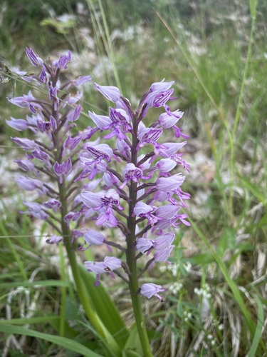 Military Orchid