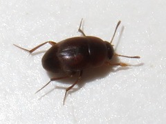 Sciodrepoides watsoni