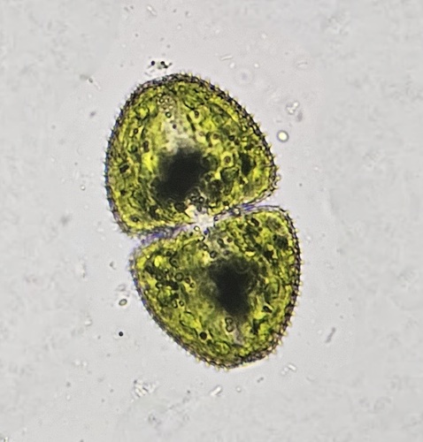 Cosmarium ovale, 2026-06-06