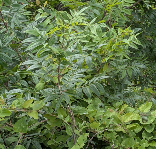 shining sumac