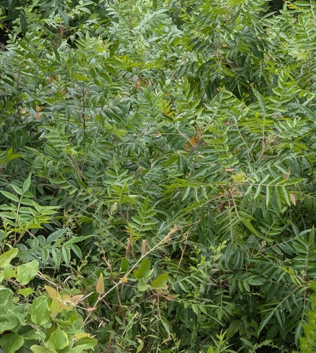 shining sumac