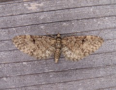 Eupithecia annulata