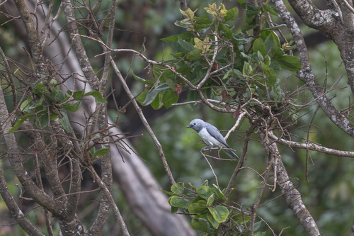 White-breasted Cuckooshrike