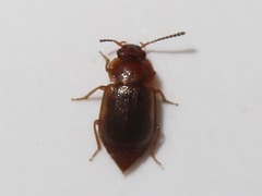 Anthobium unicolor