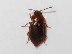 Anthobium unicolor