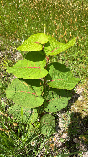 Giant Knotweed