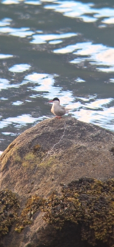 Arctic Tern